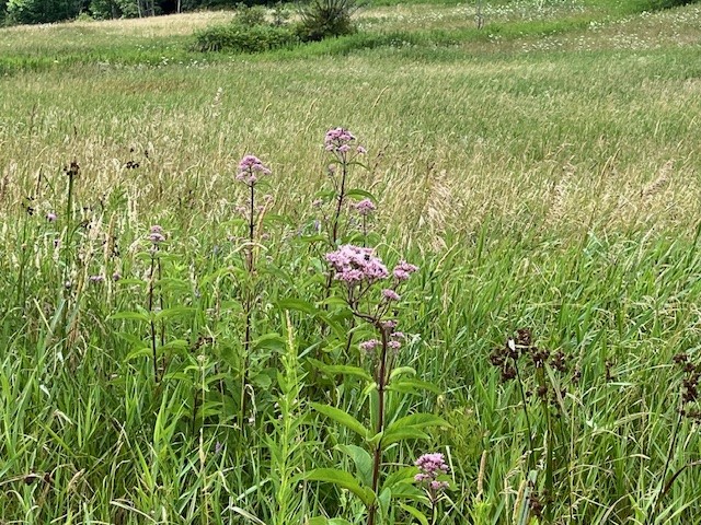 463 Cemetery Road Seward, NY 12043 - Photo 11 of 12