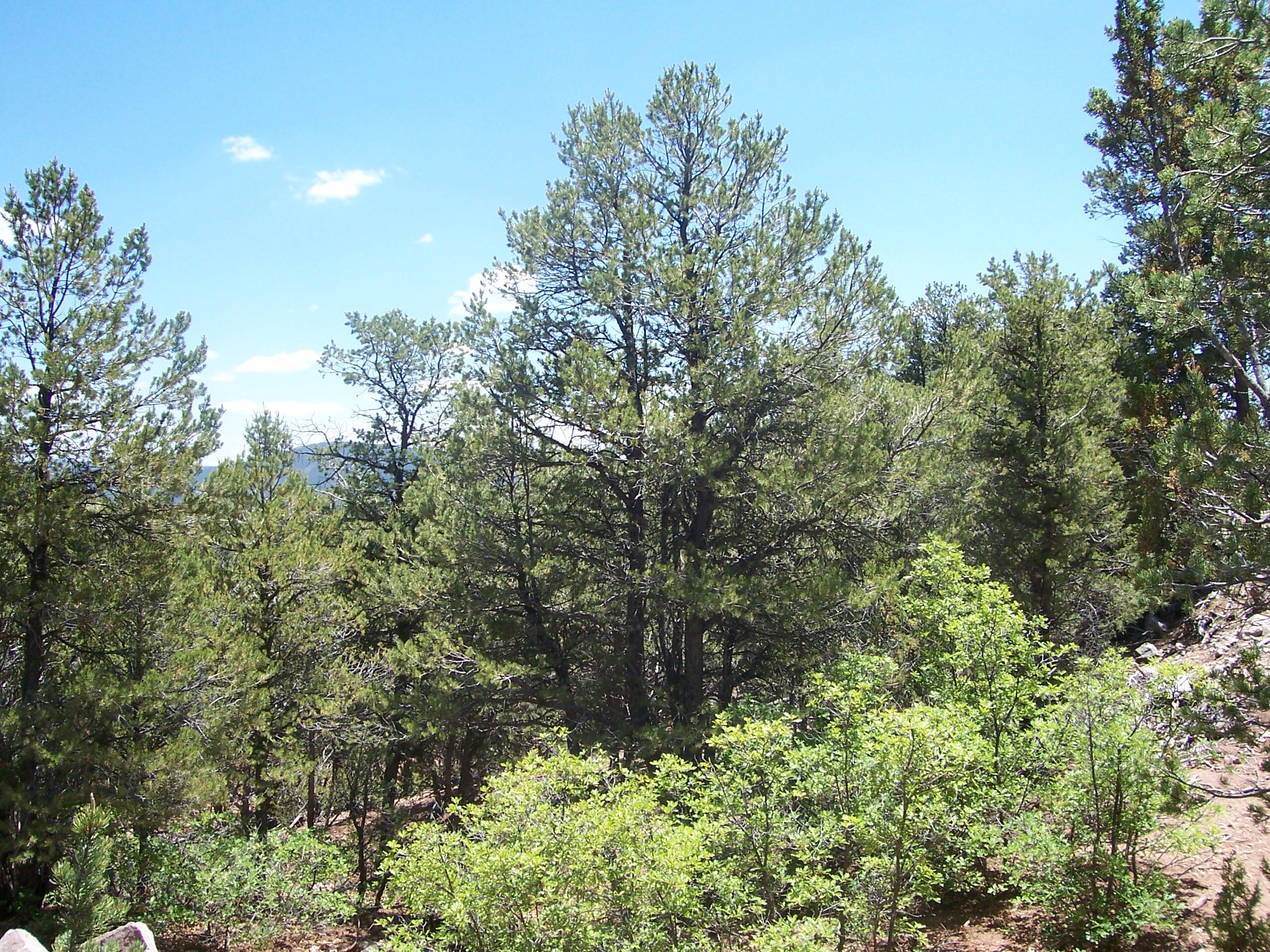 County Road Pecos, NM 87552 - Photo 5 of 10 Gallery Image 5