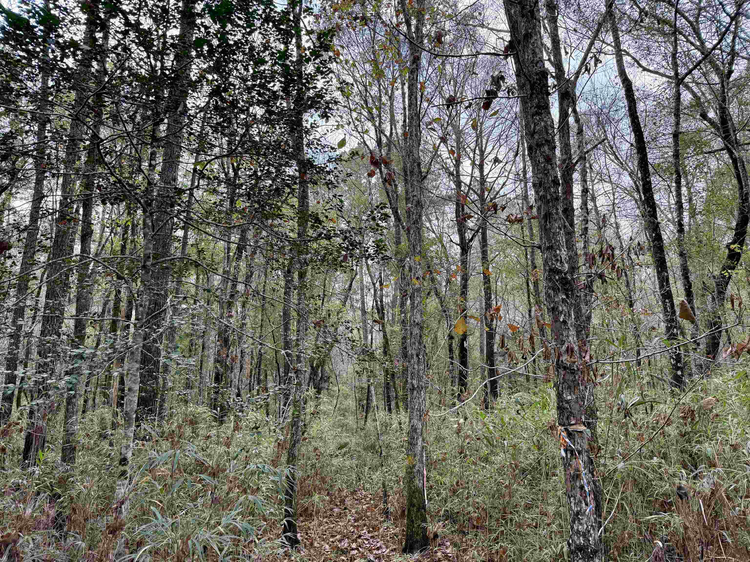 Tract B - Tbd Tract B - Tbd Pennyroyal Road Georgetown, SC 29440 - Photo 19 of 23