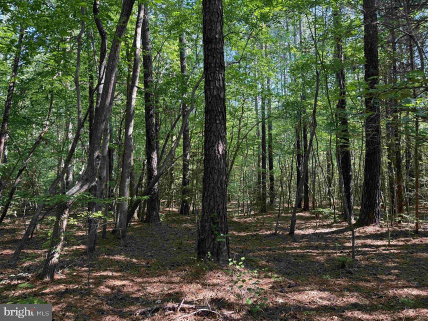 Brandy Creek Road Emporia, VA 23847 - Photo 7 of 15