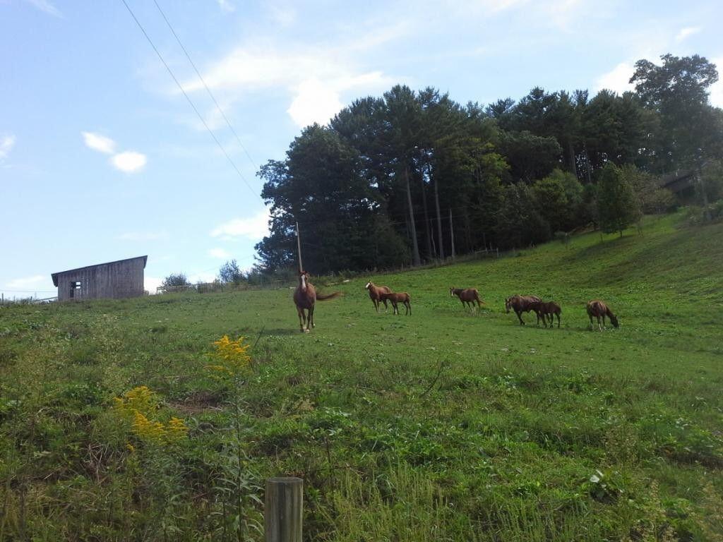 Tbd South Reece Hill Road Mountain City, TN 37683 - Photo 8 of 9 20210203002700004728000000-o