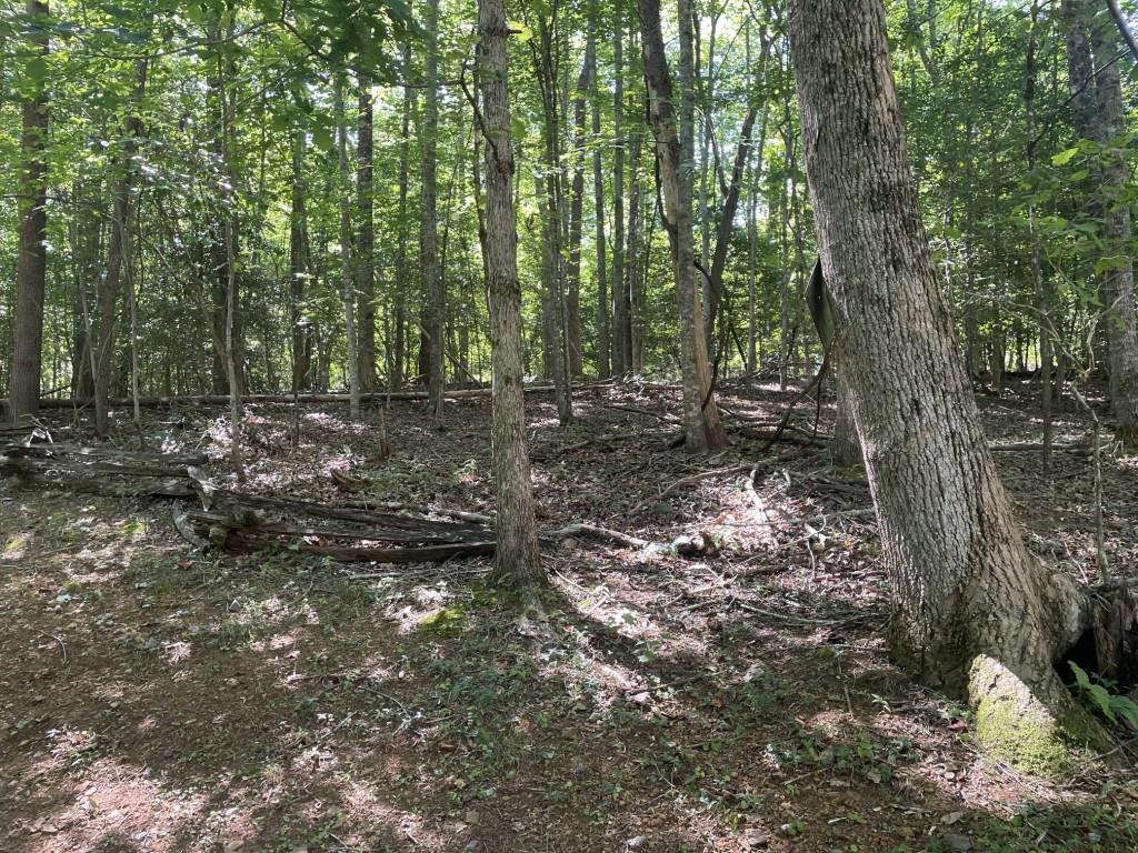 988 Rocktree Road Dahlonega, GA 30533 - Photo 36 of 53