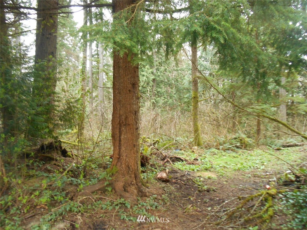 162 South Bank Road Elma, WA 98541 - Photo 5 of 22 Gallery Image 5
