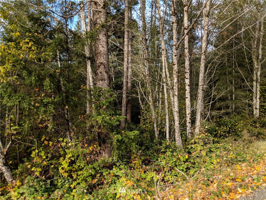 40-xx East Rasor Road Belfair, WA 98528 - Photo 1 of 15 Gallery Image 1
