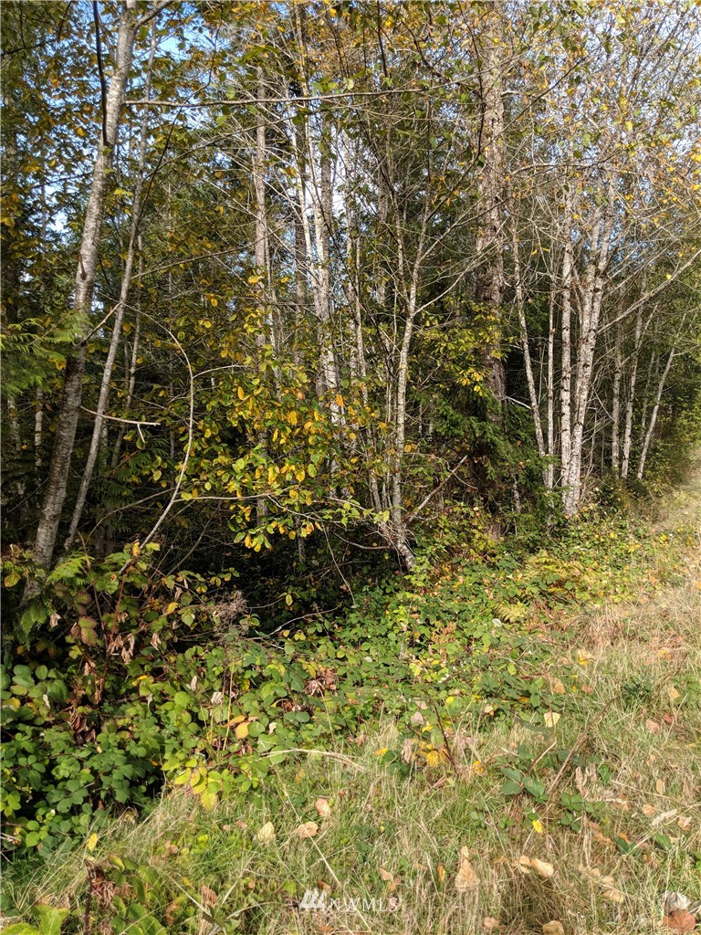 40-xx East Rasor Road Belfair, WA 98528 - Photo 2 of 15 Gallery Image 2