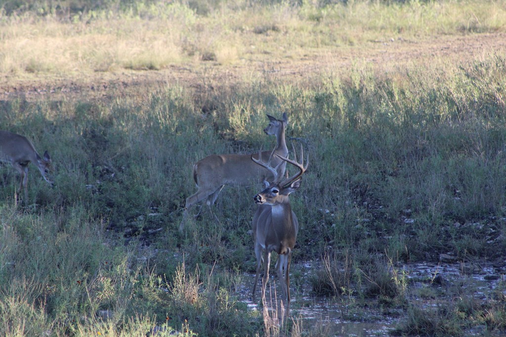 26 Blackjack Ranch Road, Unit 26 Harper, TX 78631 - Photo 5 of 8