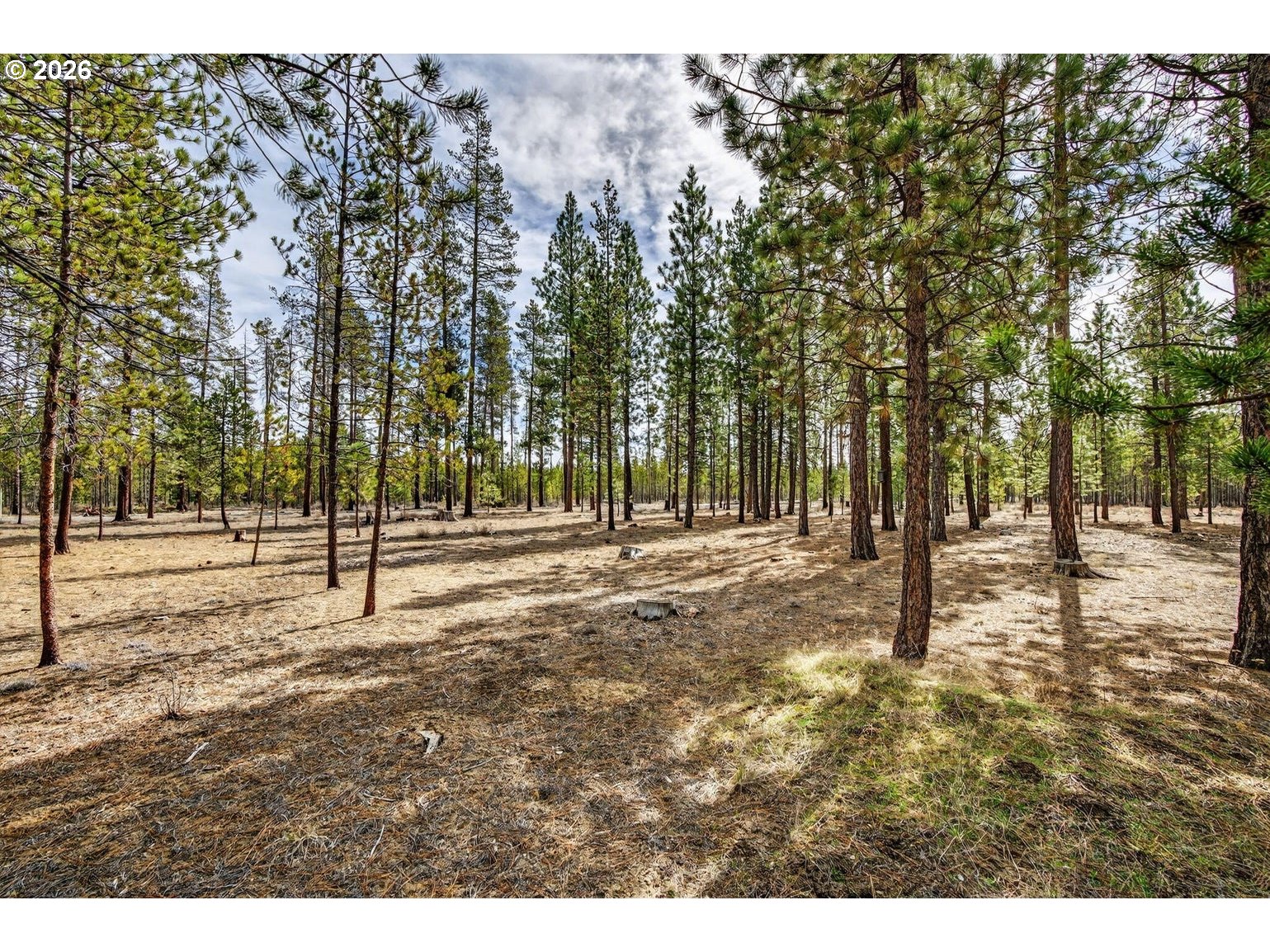 Pannier Court La Pine, OR 97739 - Photo 4 of 11 a view of a park with large trees