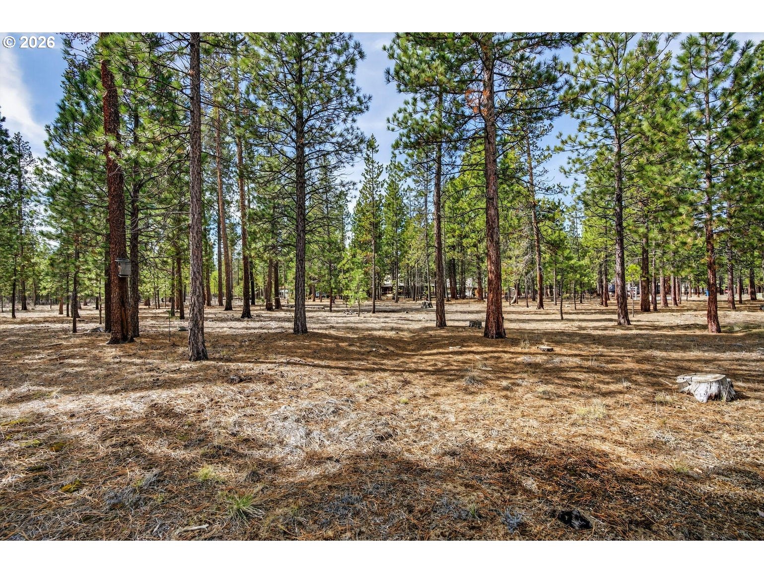 Pannier Court La Pine, OR 97739 - Photo 6 of 11 a view of road with trees
