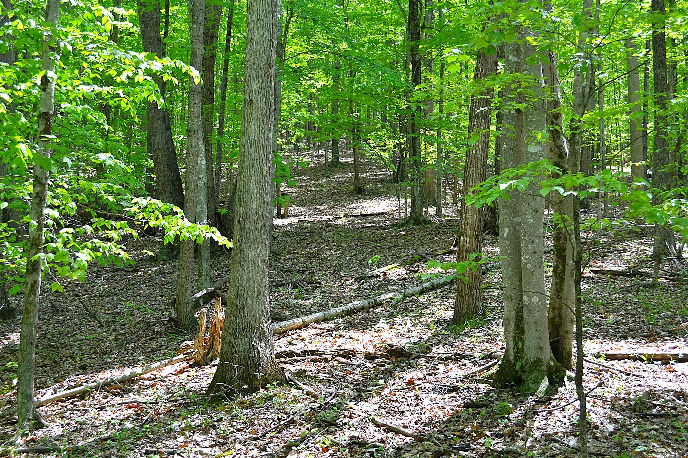 Germany Road Renick, WV 24966 - Photo 12 of 22 Gallery Image 12