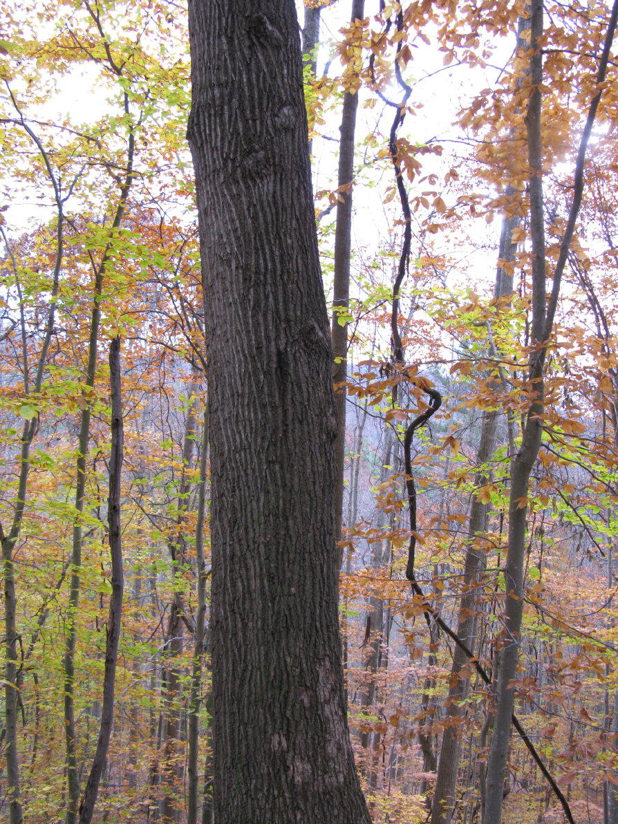 Bluestone River Road Jumping Branch, WV 25969 - Photo 10 of 14 Gallery Image 10
