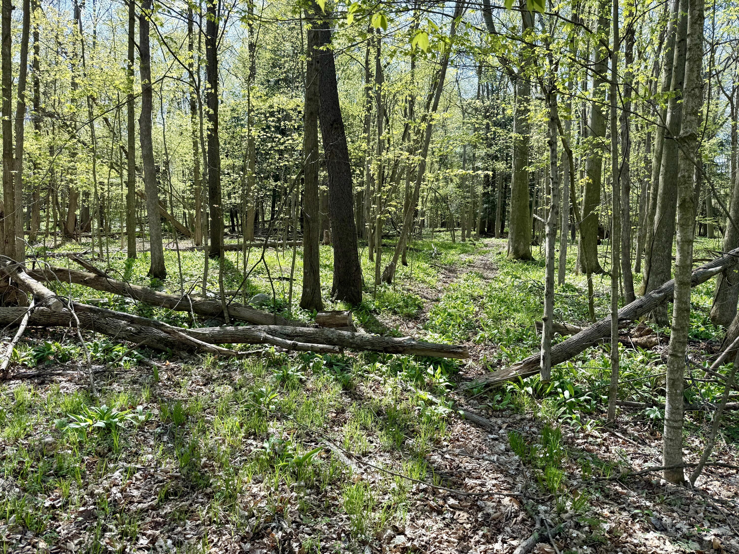 8869 East Hawley Road Hesperia, MI 49421 - Photo 52 of 63 IMG_2103
