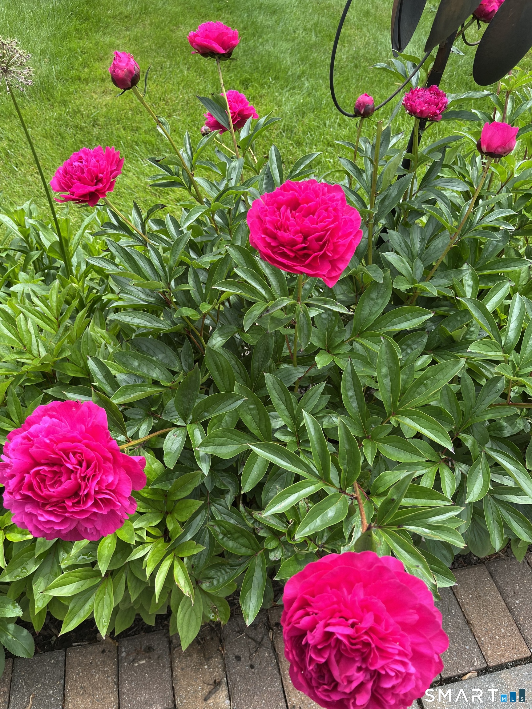 405 Fort Hale Road New Haven, CT 06512 - Photo 29 of 33 Springtime peonies