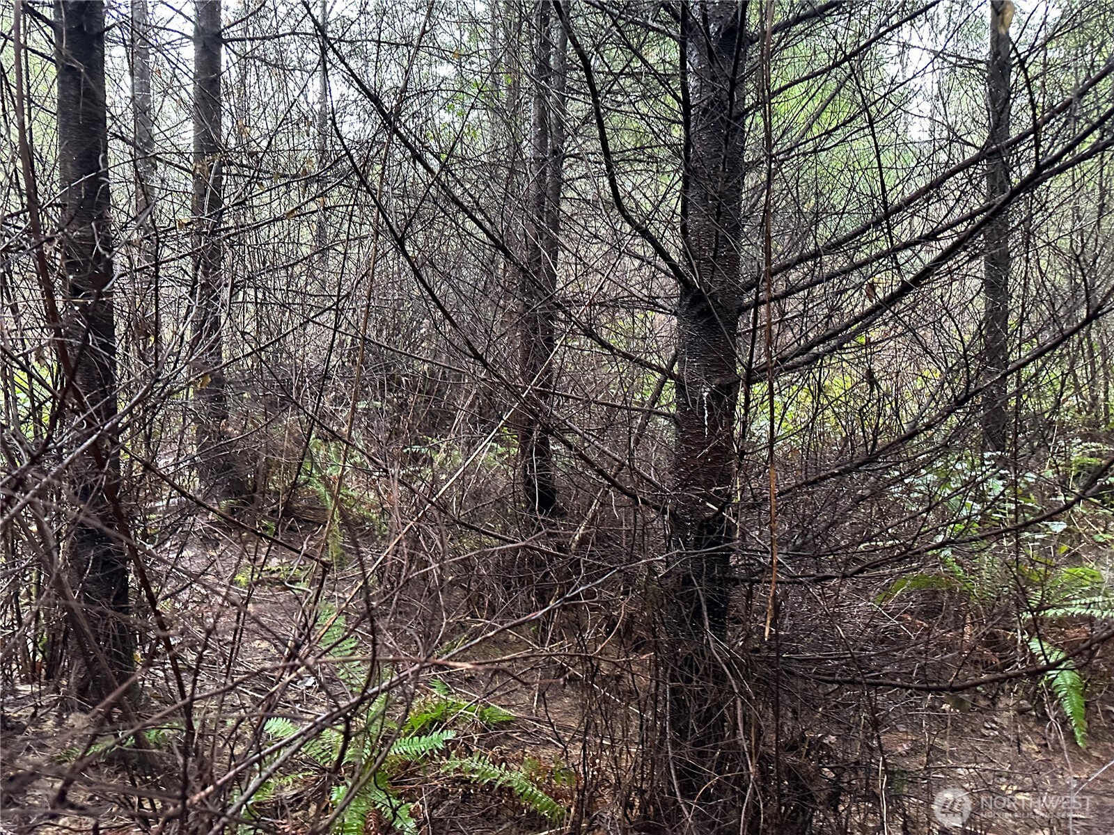 0 Studebaker Spur Castle Rock, WA 98611 - Photo 12 of 21