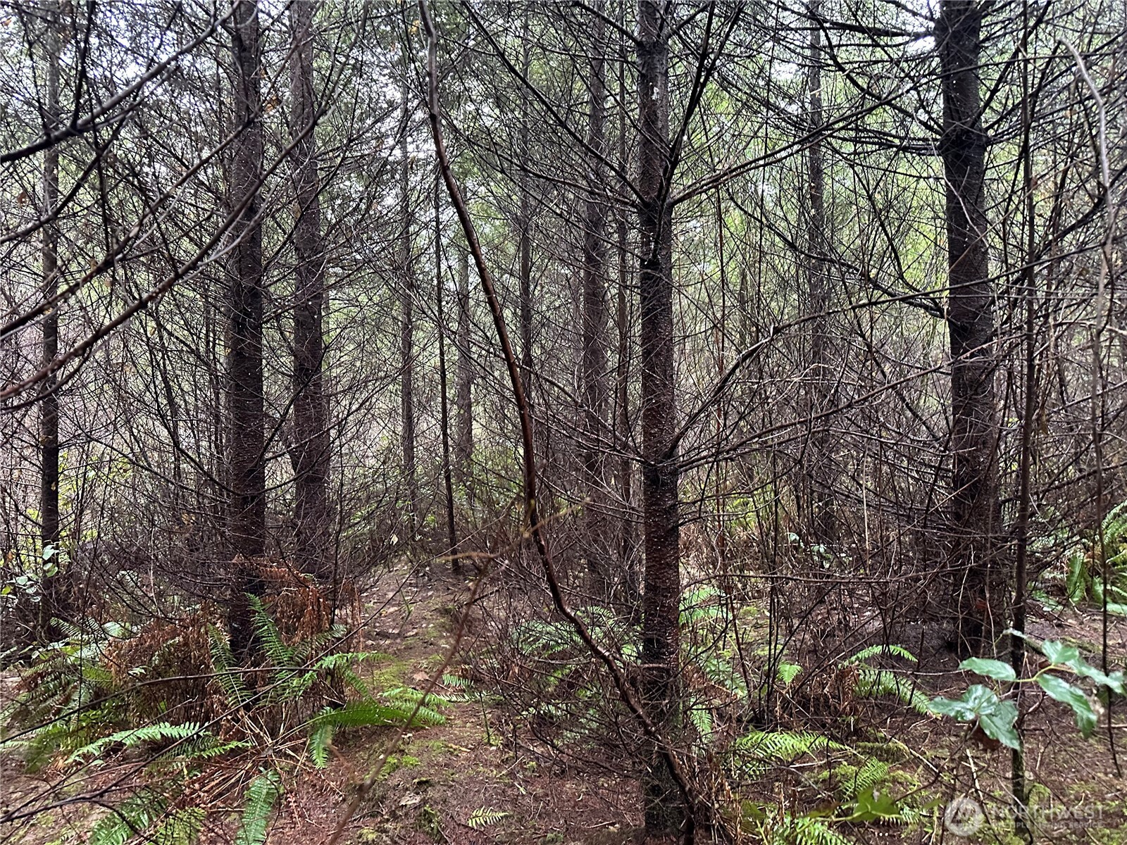 0 Studebaker Spur Castle Rock, WA 98611 - Photo 13 of 21