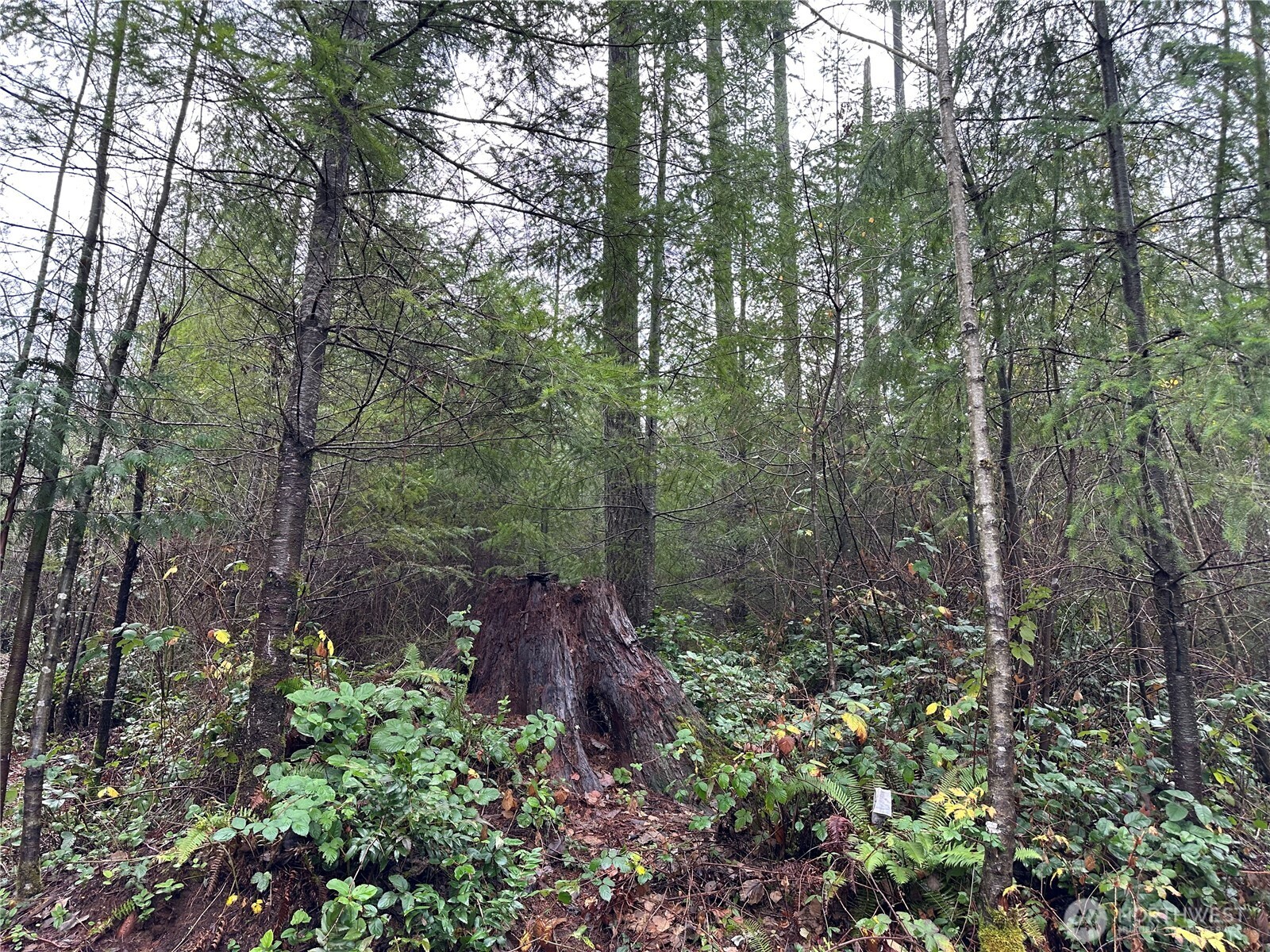 0 Studebaker Spur Castle Rock, WA 98611 - Photo 19 of 21