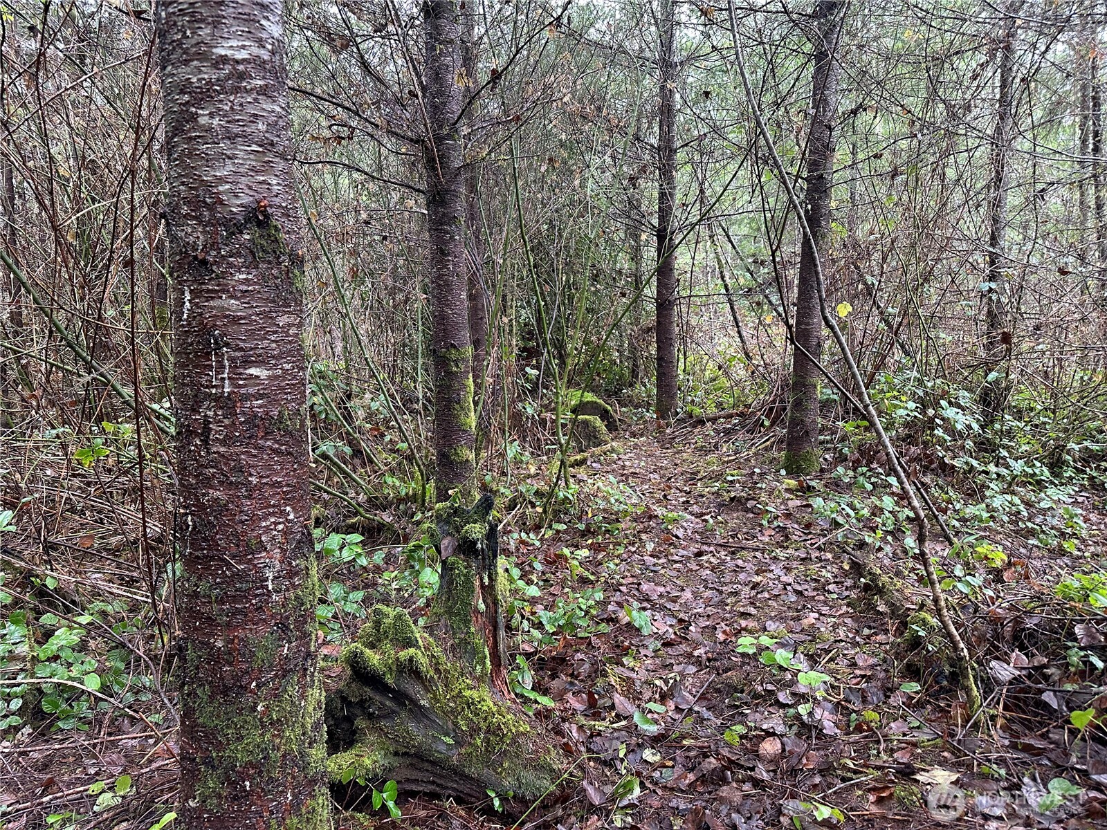 0 Studebaker Spur Castle Rock, WA 98611 - Photo 9 of 21