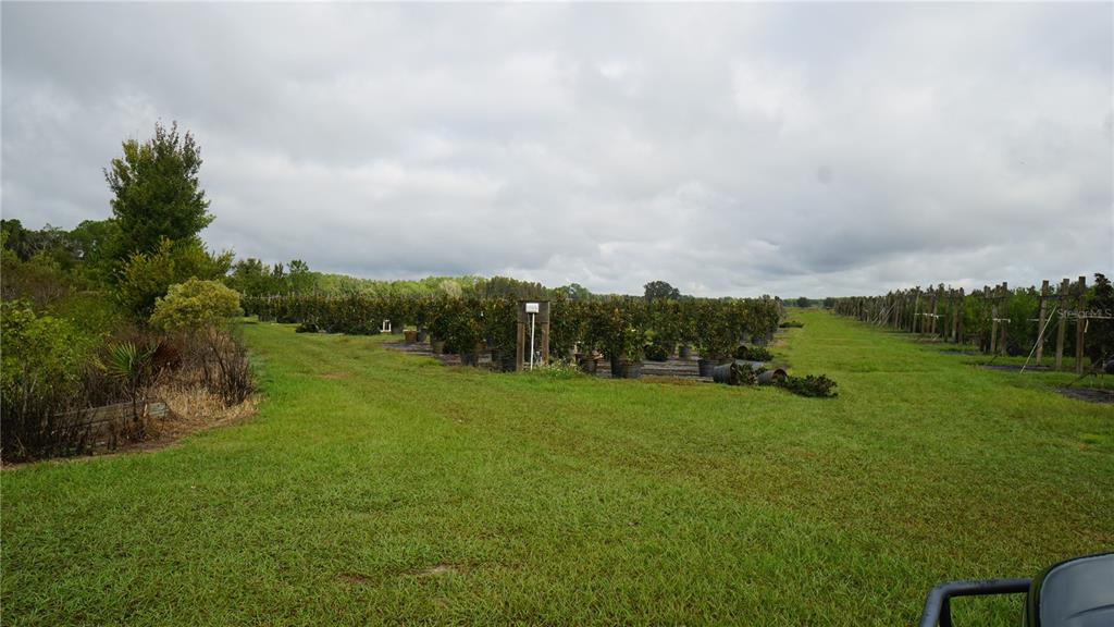 Douglas Road Groveland, FL 34736 - Photo 11 of 20