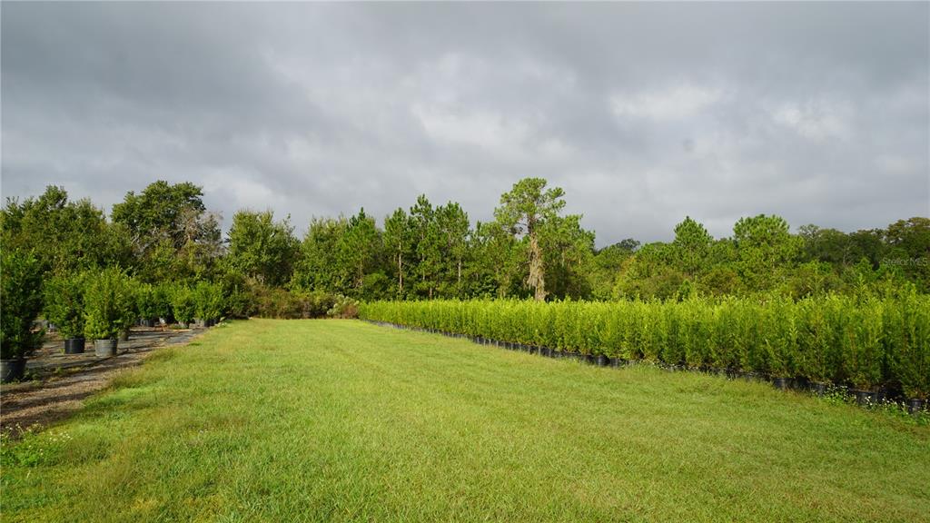 Douglas Road Groveland, FL 34736 - Photo 14 of 20