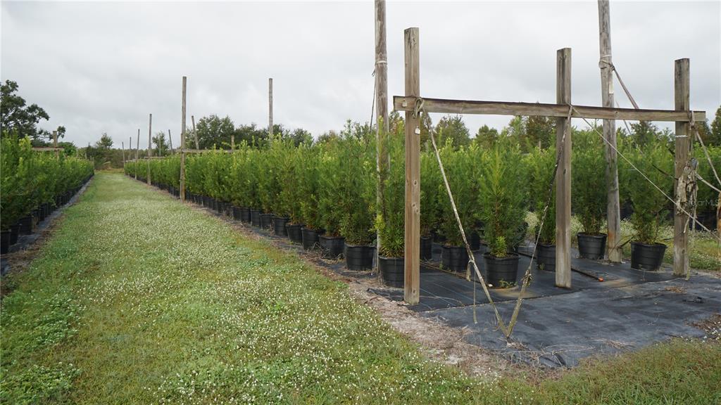 Douglas Road Groveland, FL 34736 - Photo 3 of 20