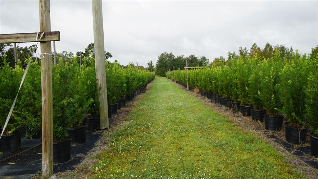 Douglas Road Groveland, FL 34736 - Photo 4 of 20