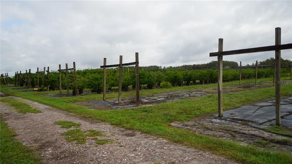 Douglas Road Groveland, FL 34736 - Photo 5 of 20