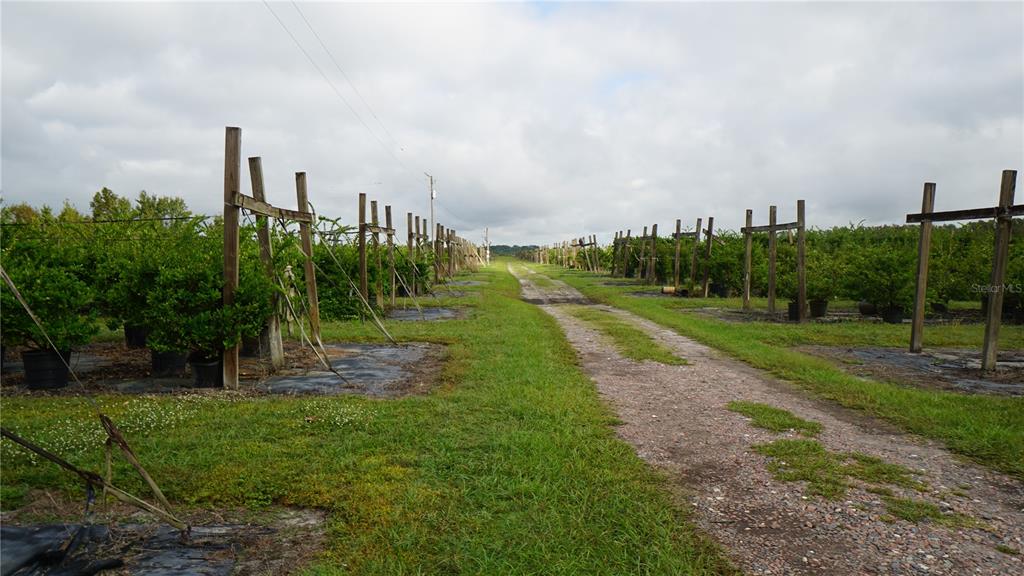 Douglas Road Groveland, FL 34736 - Photo 6 of 20