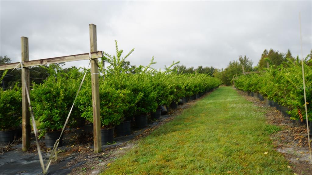 Douglas Road Groveland, FL 34736 - Photo 8 of 20