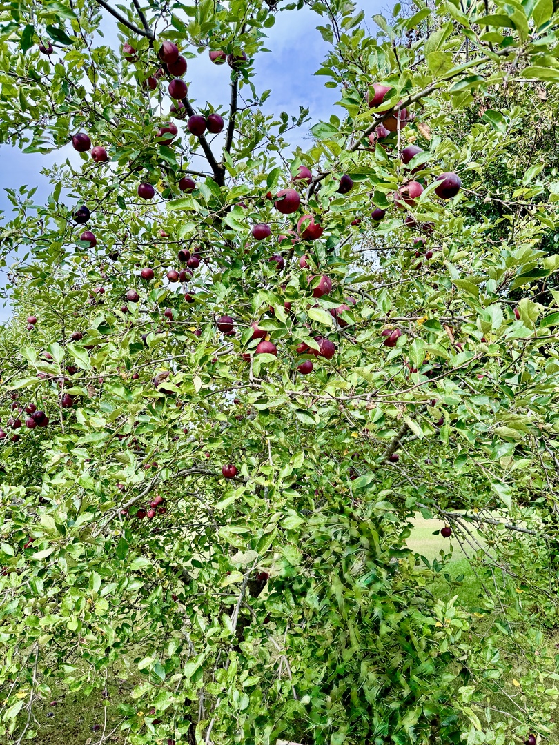 120 Grandin Road Morris, IL 60450 - Photo 27 of 28 a view of a flower in a garden