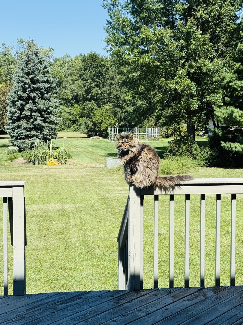 120 Grandin Road Morris, IL 60450 - Photo 7 of 28 a view of a wooden deck with a yard