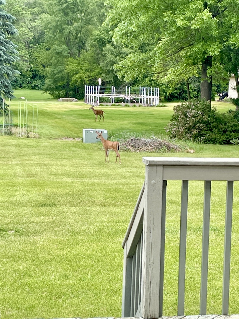 120 Grandin Road Morris, IL 60450 - Photo 8 of 28 a view of a big yard with a large trees