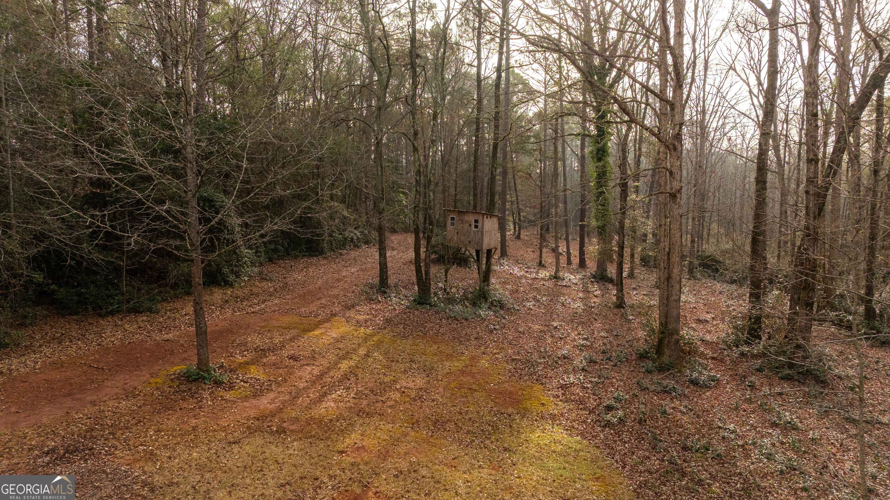 202 Daniel Road Thomaston, GA 30286 - Photo 107 of 112 a view of a forest with trees in the background