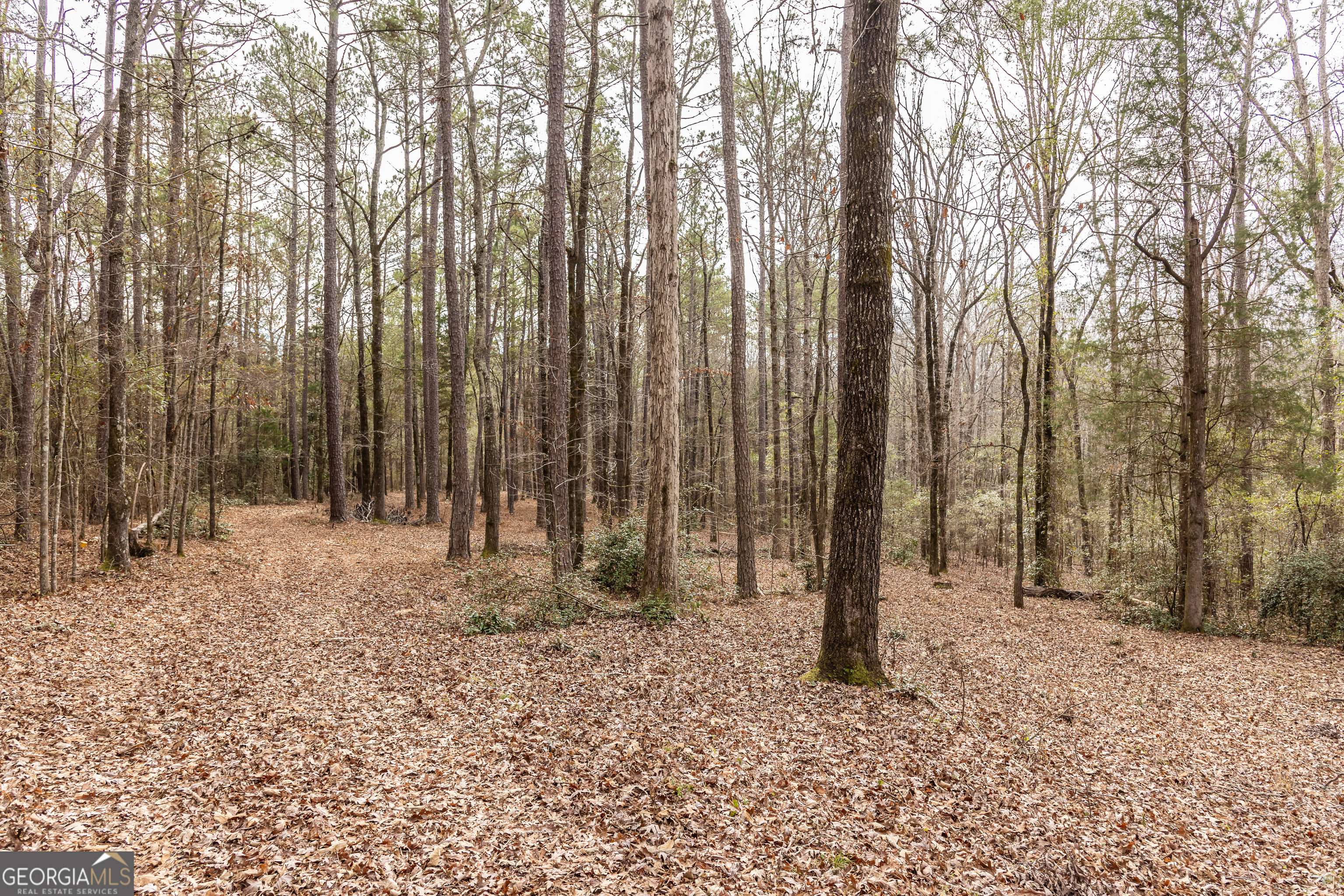 202 Daniel Road Thomaston, GA 30286 - Photo 48 of 112 a backyard of a house with lots of green space