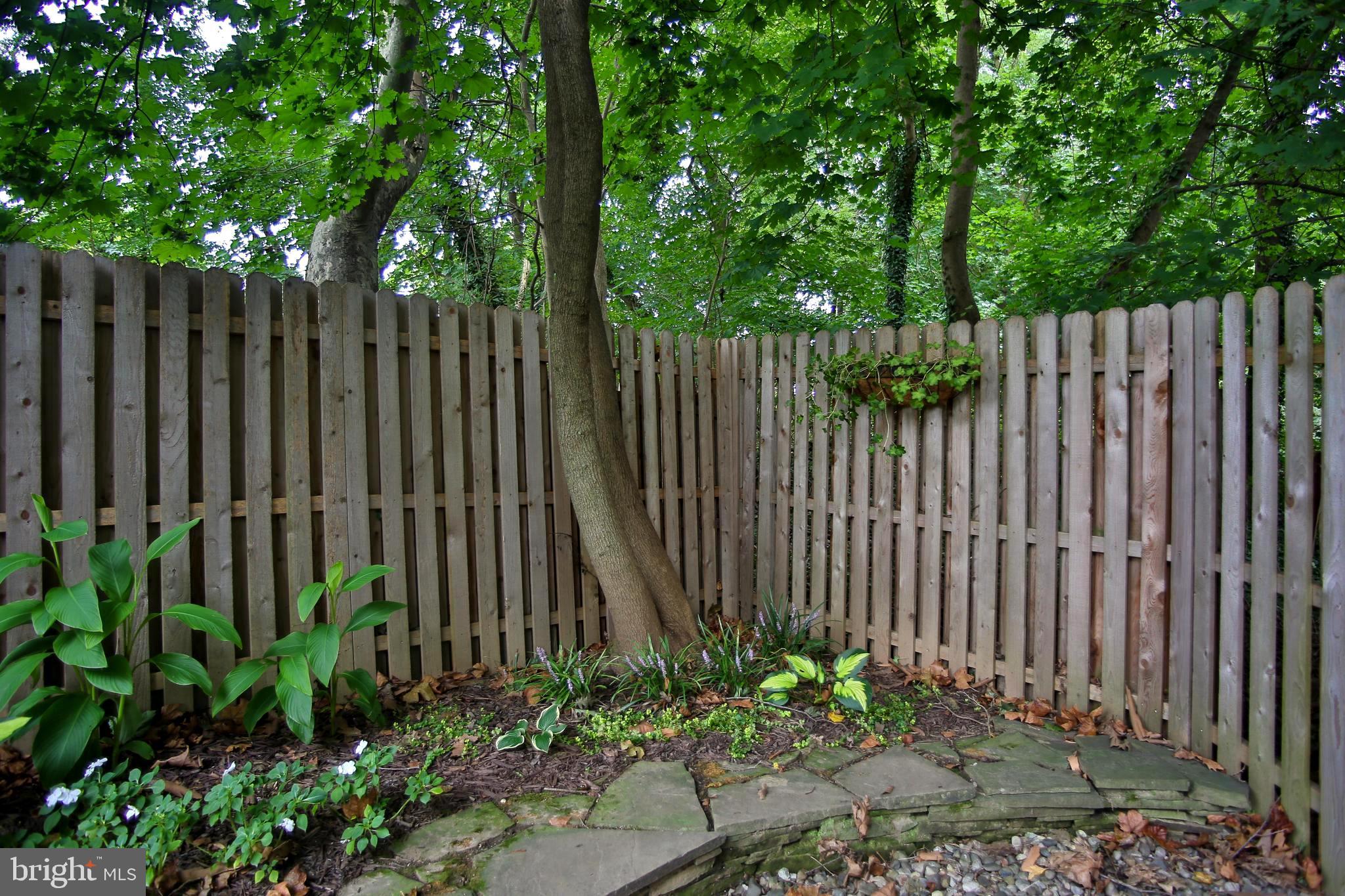 242 Springfield Avenue Philadelphia, PA 19118 - Photo 21 of 24 Mature landscaping