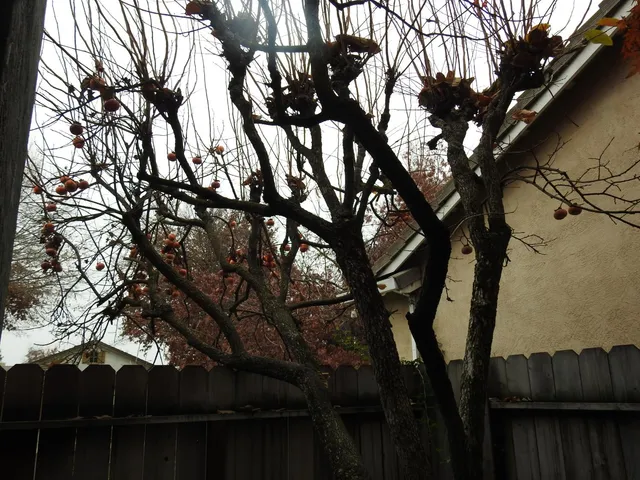 $475,000 | 4117 Antioch Way, Stockton, CA 95212