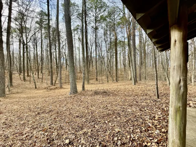 a view of a forest with trees in the background