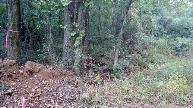 a view of a forest with trees