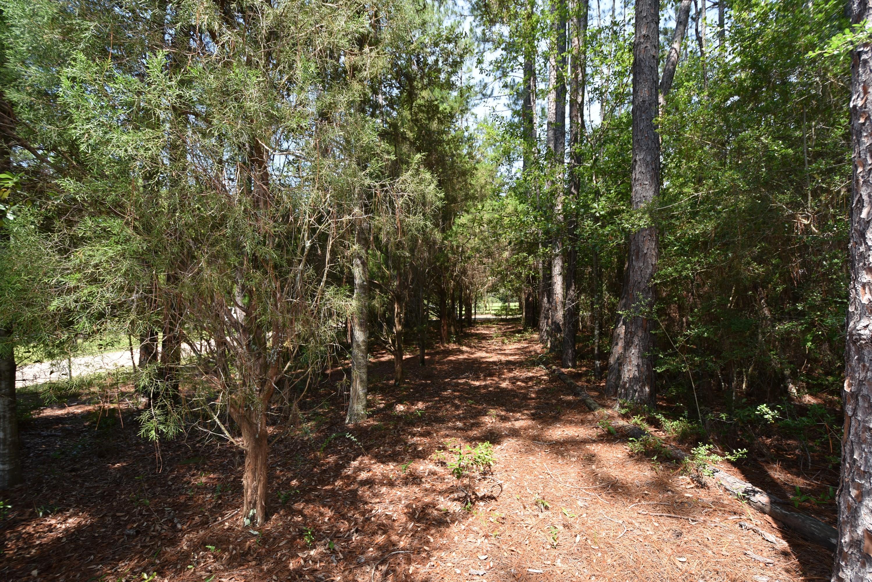 6008 Old Hickory Road Crestview, FL 32539 - Photo 34 of 57 a view of a forest with trees in the background