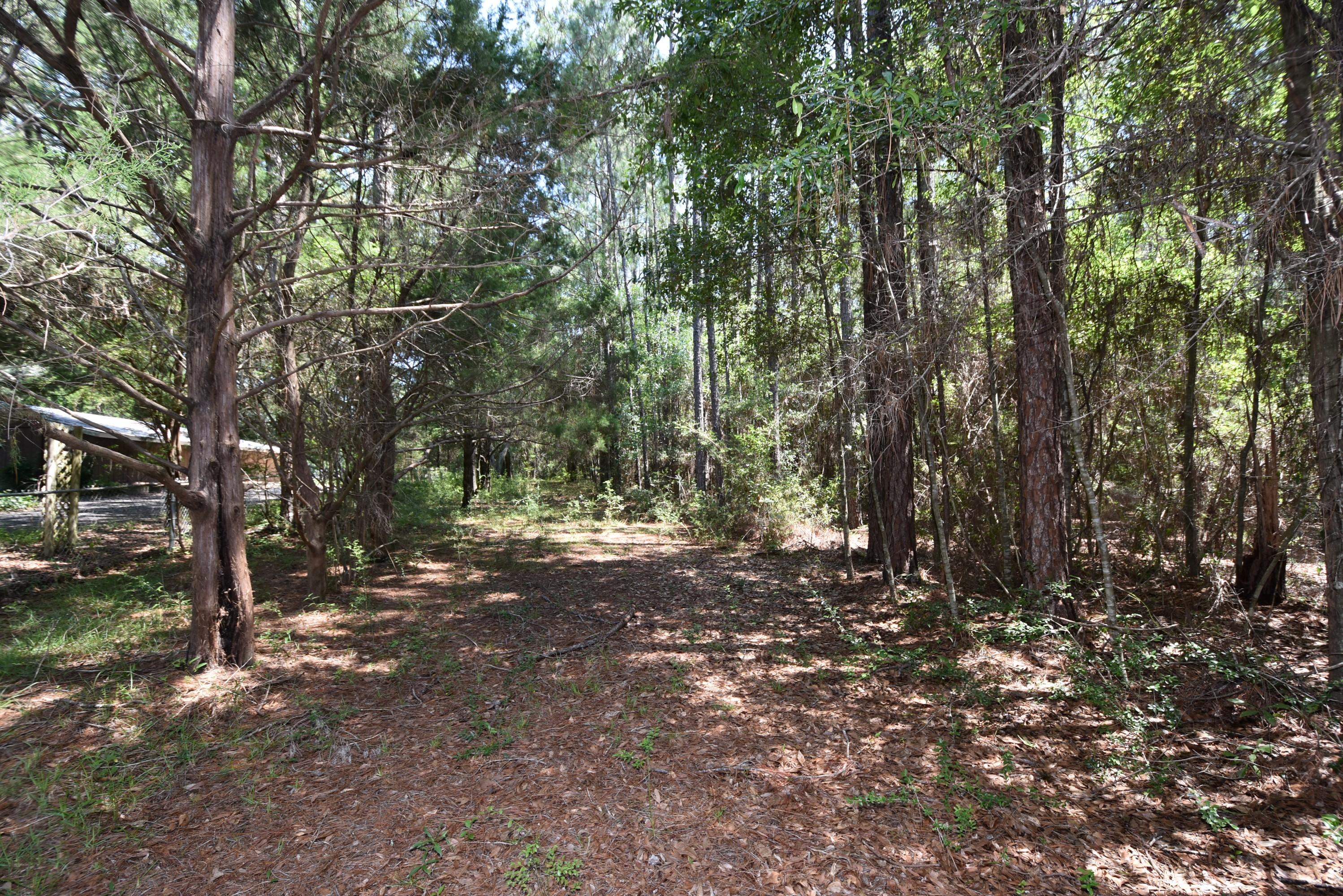 6008 Old Hickory Road Crestview, FL 32539 - Photo 35 of 57 a view of a forest with trees in the background