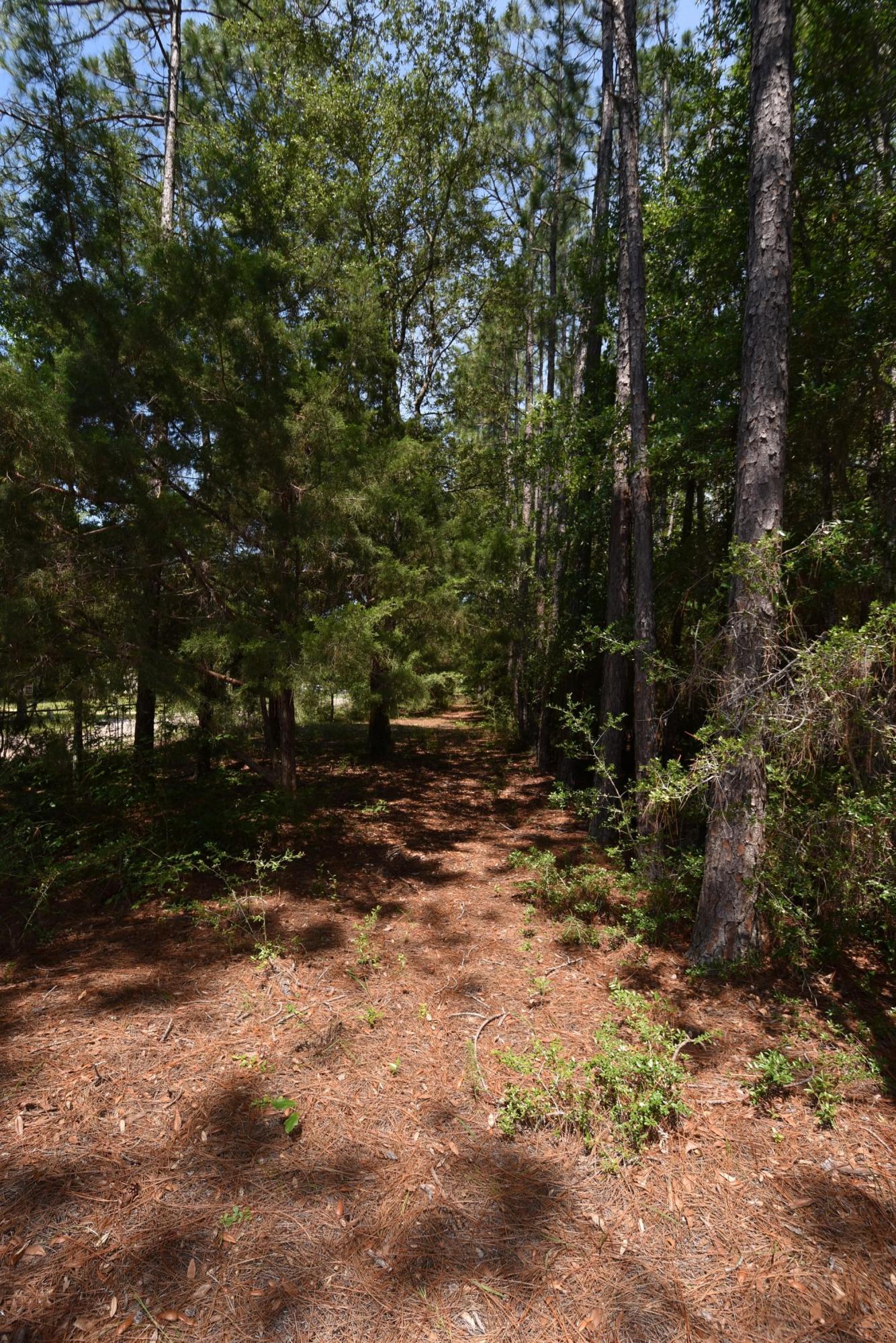 6008 Old Hickory Road Crestview, FL 32539 - Photo 43 of 57 a view of a yard with plants and trees