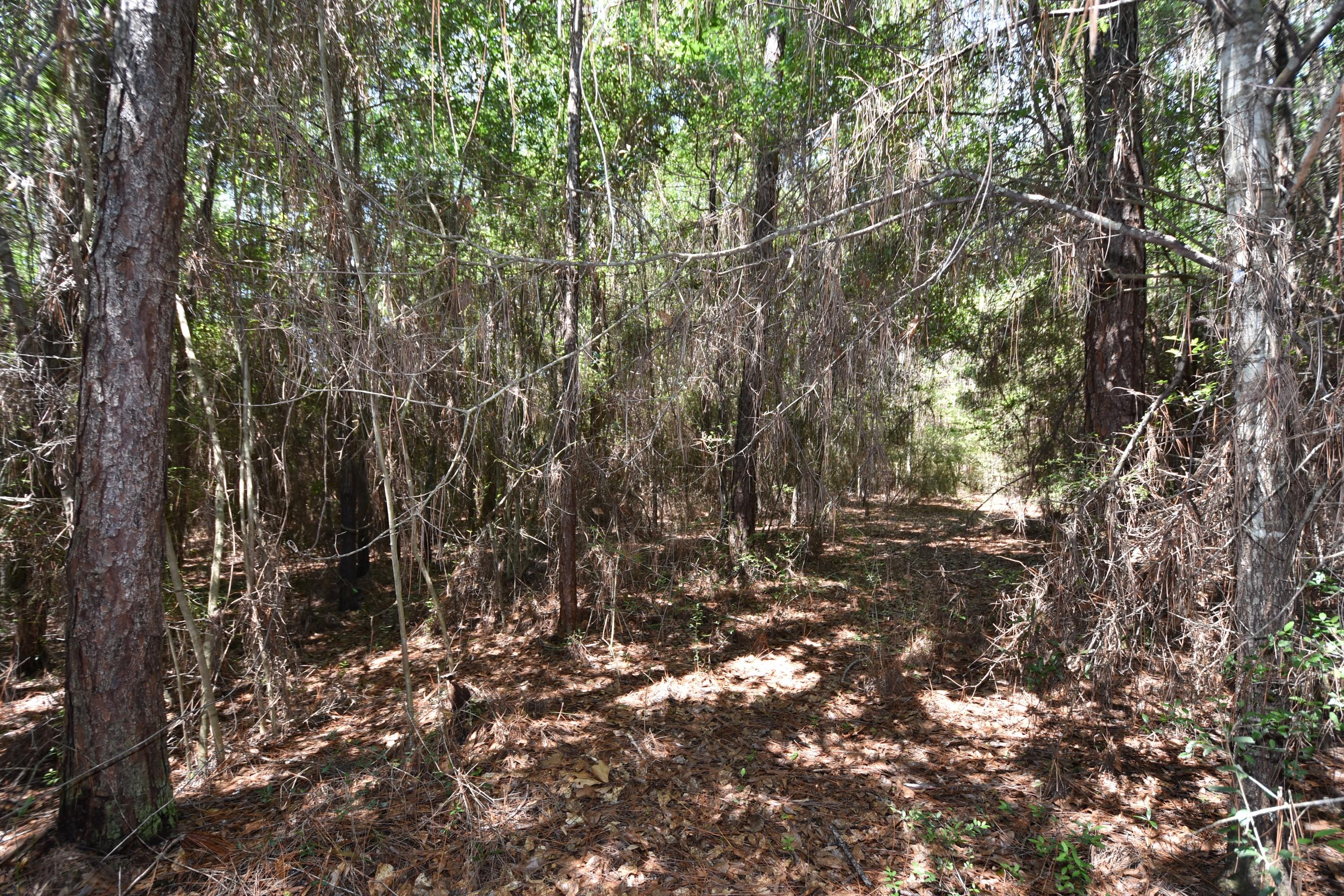6008 Old Hickory Road Crestview, FL 32539 - Photo 46 of 57 a view of a tree