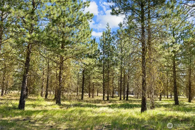 a view of a yard with plants and trees