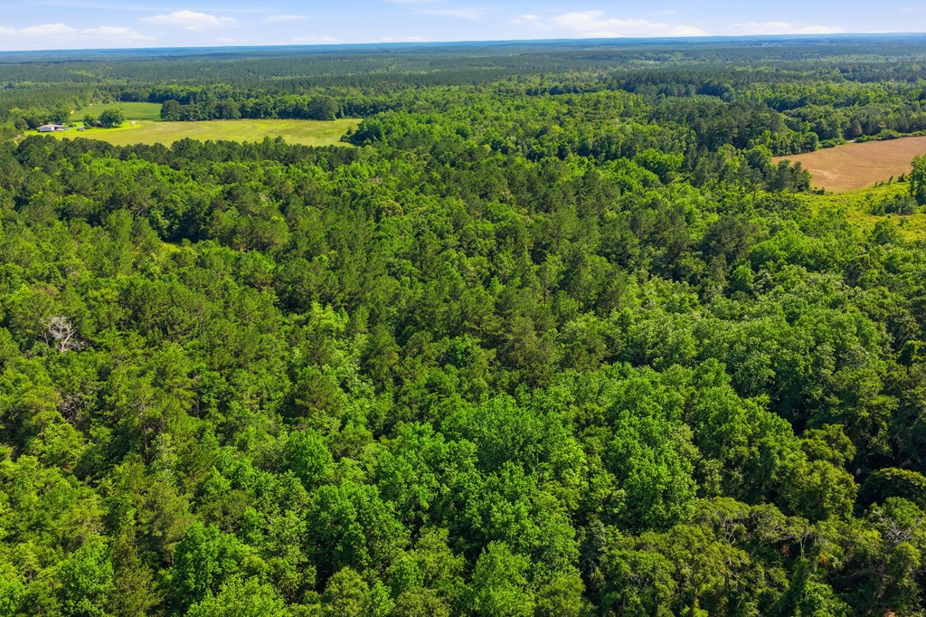 Lot #2 Crosby Clark Road Opp, AL 36467 - Photo 2 of 8