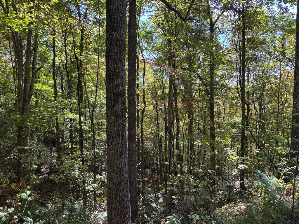 2-lots Holly Ridge Road Topton, NC 28781 - Photo 3 of 6