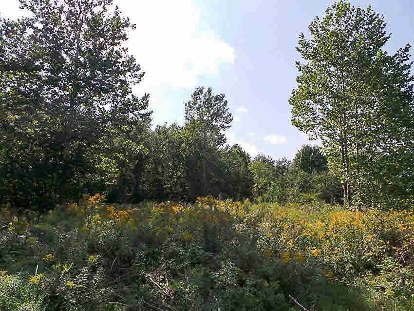 0 Ridge Oakley, MI 48649 - Photo 13 of 17