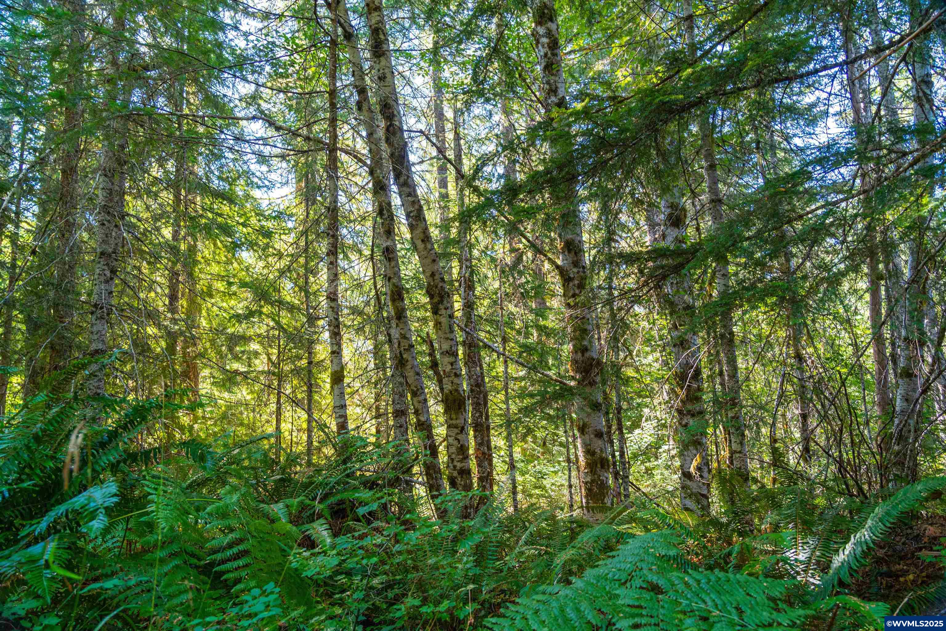 0 Bald Mountain Access Road Willamina, OR 97396 - Photo 27 of 30