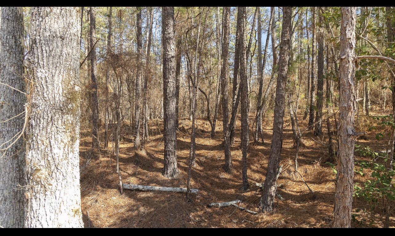 Lot B Kedron Church Road Williston, SC 29853 - Photo 8 of 8