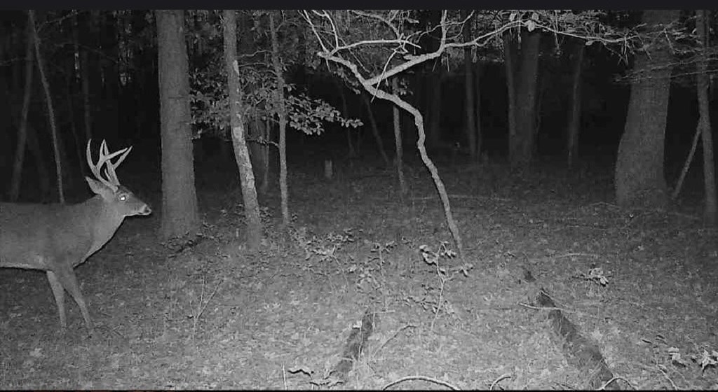 11.770 Daugherty Road Onancock, VA 23417 - Photo 9 of 13