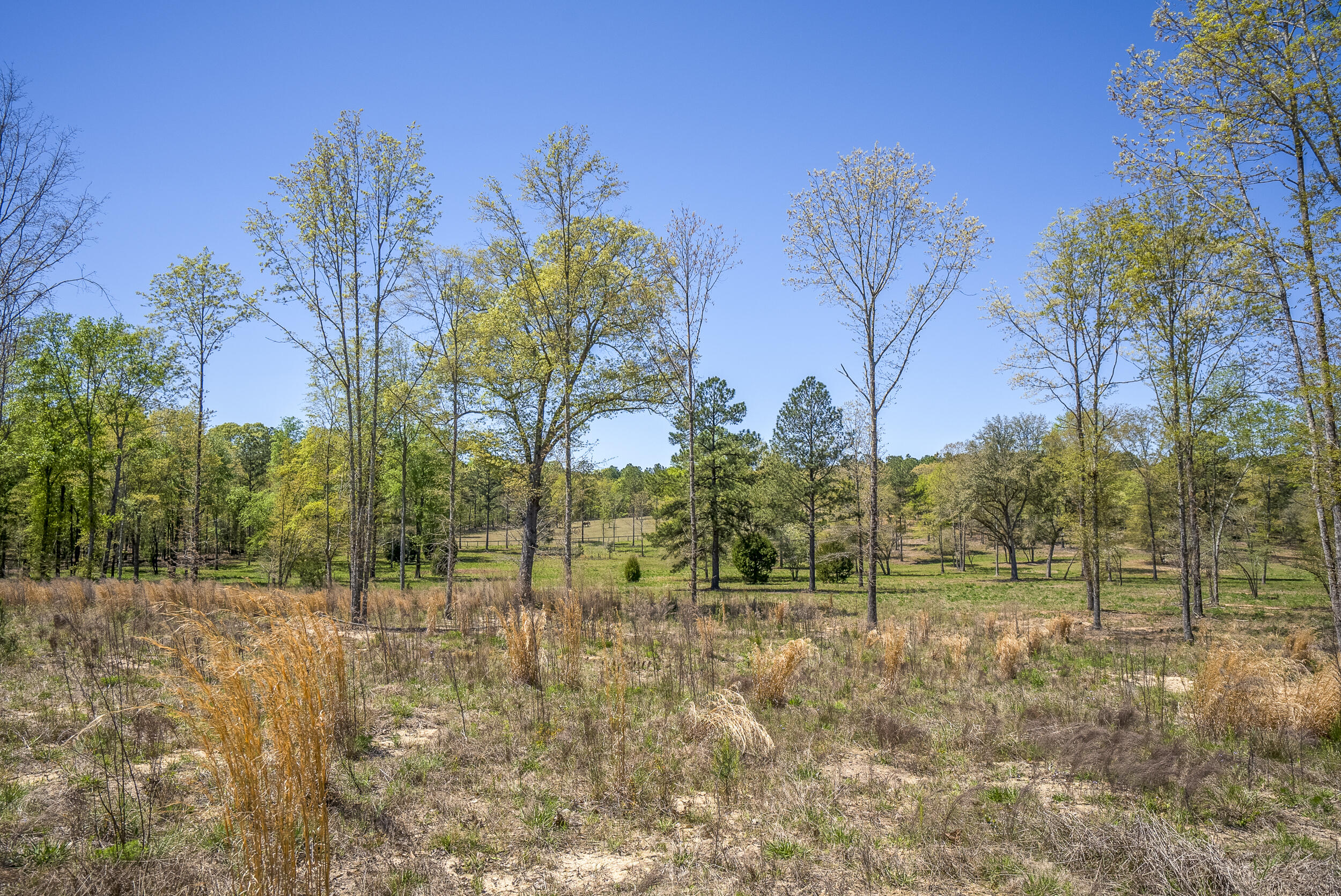 0 Implement Road Aiken, SC 29803 - Photo 22 of 38 a view of yard
