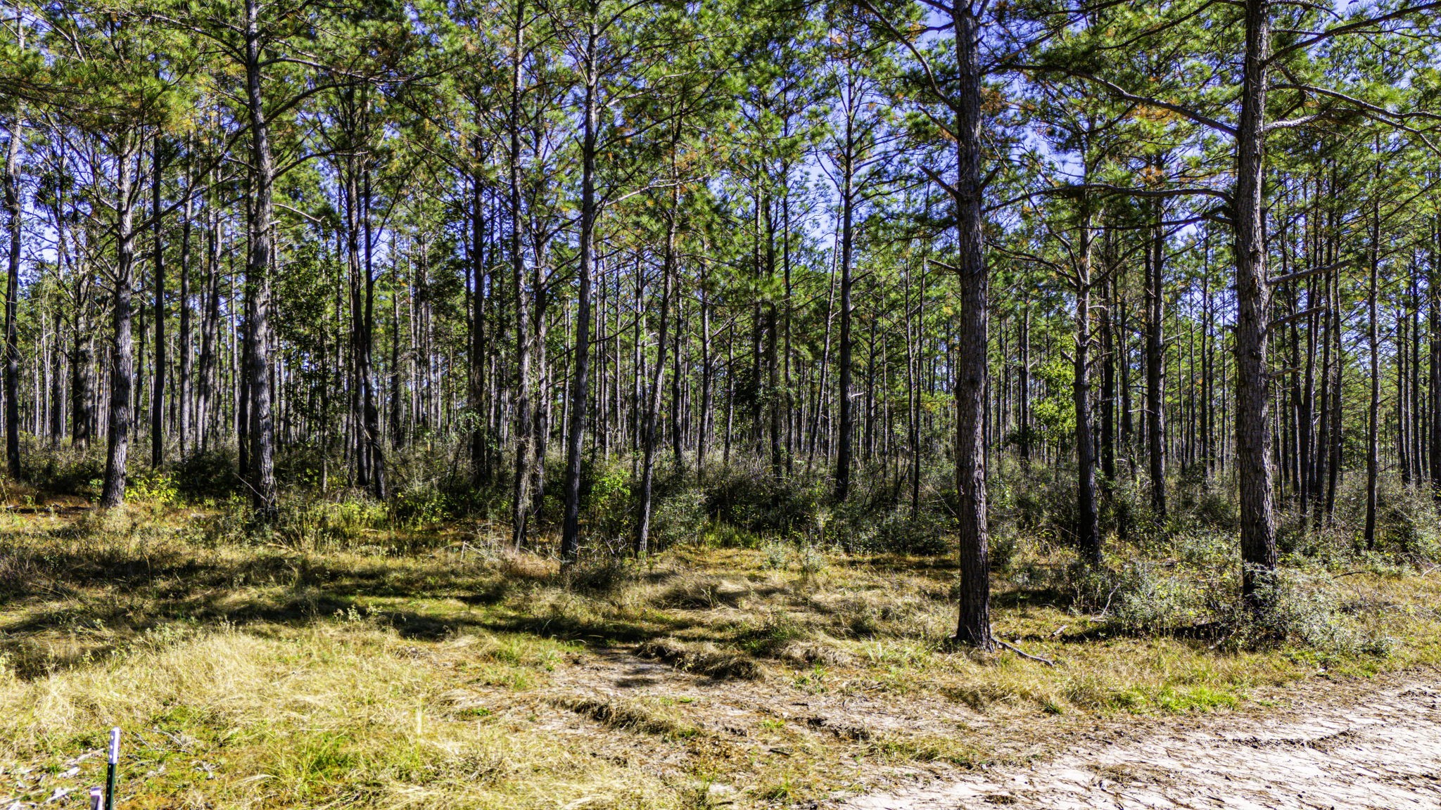 314 Sportsman Retreat Road Onalaska, TX 77360 - Photo 11 of 17 a view of wooden fence and trees