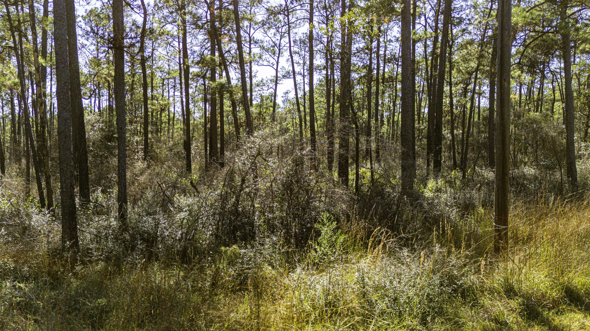 314 Sportsman Retreat Road Onalaska, TX 77360 - Photo 7 of 17 a view of yard from a tree